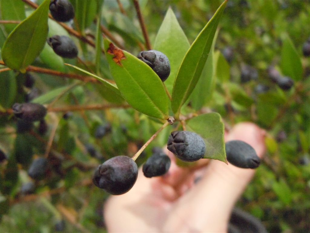 Myrtus communis
